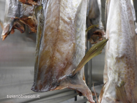 Indoor production of stockfish - Nofima